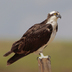 Adult Osprey