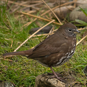 Bird of the week image