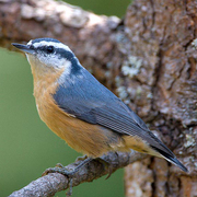 Male. Note: deep orange breast and belly with orangish throat.